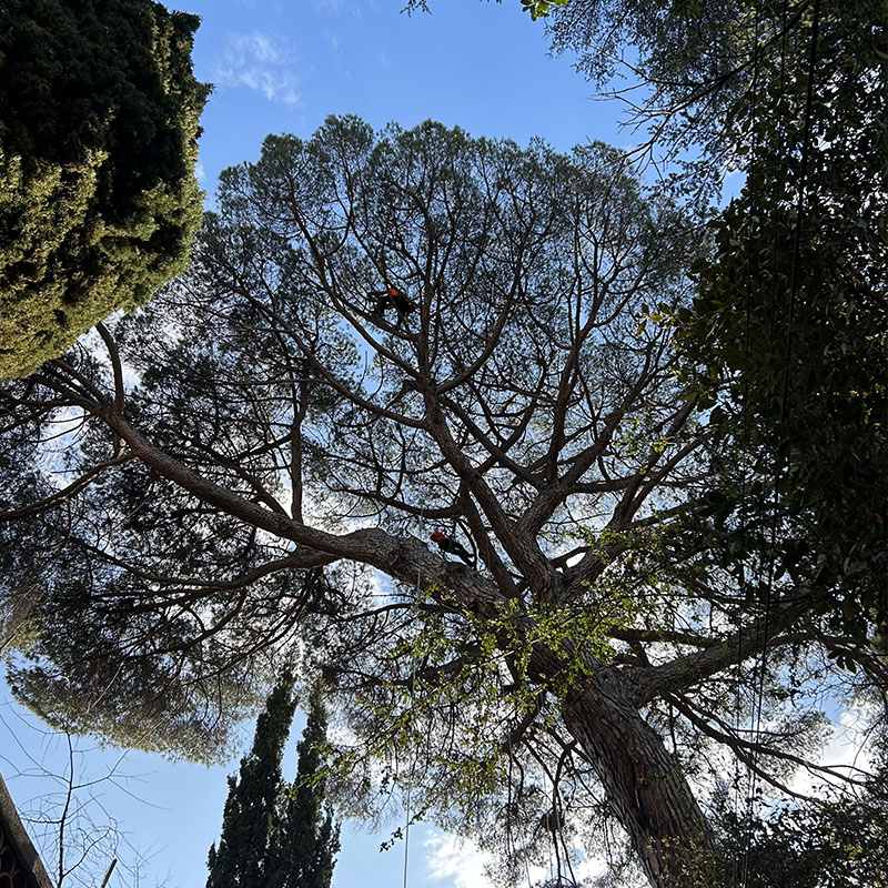 Accueil - Arboriste 06 - Alpes-Maritimes (06)
