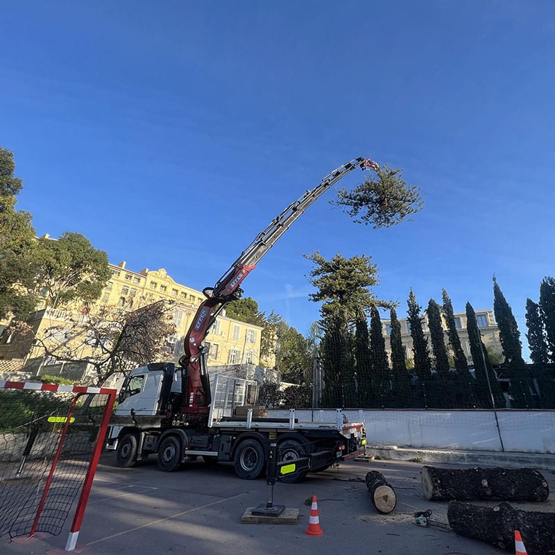 abattage-arbre-photo-alpes-maritimes-06-02 Abattage arbre - Arboriste 06 - Alpes-Maritimes (06)